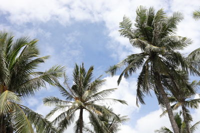 Low angle view of palm trees against sky