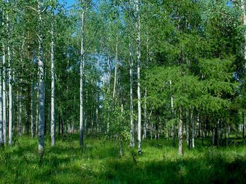 Scenic view of trees in forest