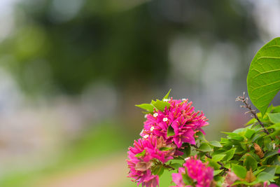 Close-up of pink flowering plant