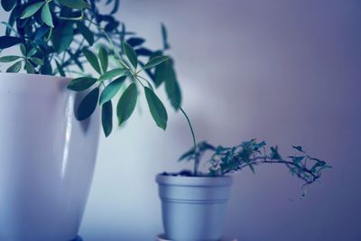 Close-up of potted plant