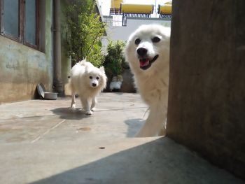 Portrait of white dog