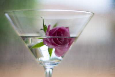 Close-up of rose in vase