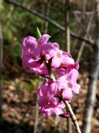 Close-up of pink flowers blooming outdoors