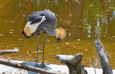 Close-up of gray heron perching on lake