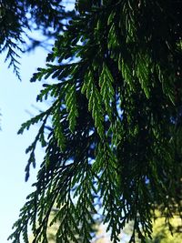 Low angle view of tree branch