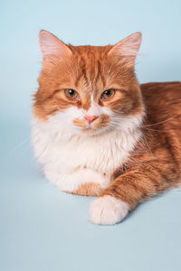 Portrait of cat against white background