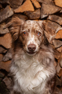 Close-up portrait of dog