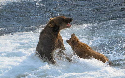 Bears playing in water