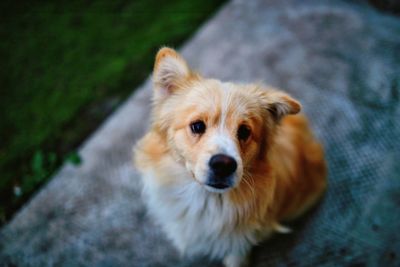Close-up portrait of dog