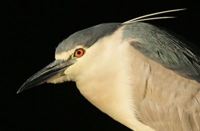 Close-up of bird