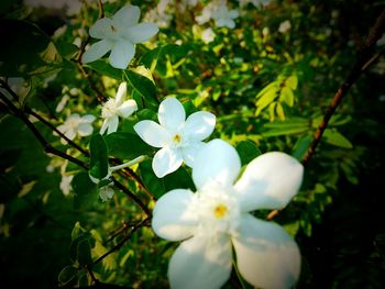 Close-up of white flowers blooming outdoors