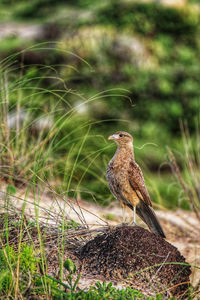 Bird perching on a land