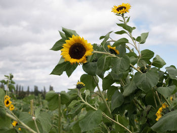 Close-up of yellow flowering plant against cloudy sky