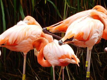 Close-up of birds in water