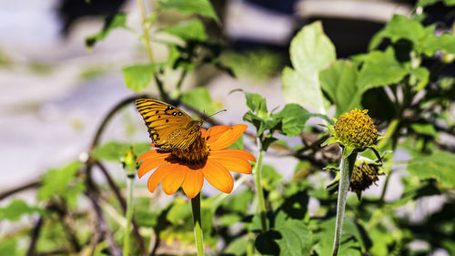 Close-up of butterfly pollinating on flower