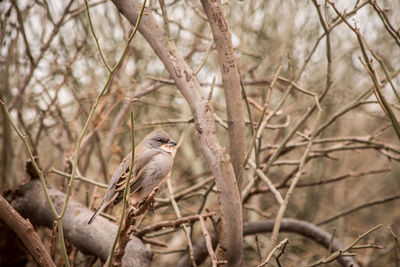 Low angle view of bird perching on tree