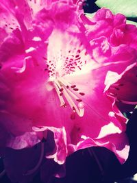 Close-up of pink flowers