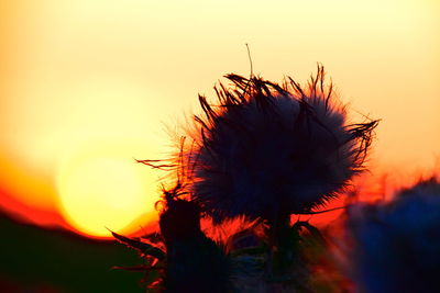 Close-up of silhouette plant against sky at sunset