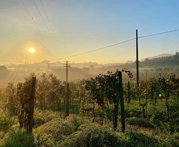 Scenic view of vineyard against sky during sunset