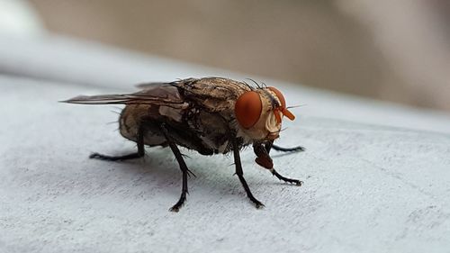 Close-up of insect