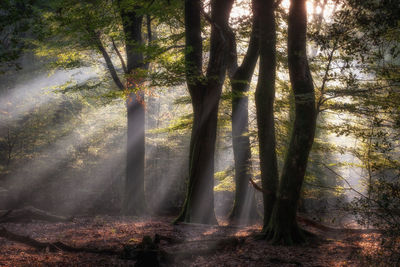 Sunlight streaming through trees in forest