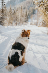 Dog sitting on snow covered landscape