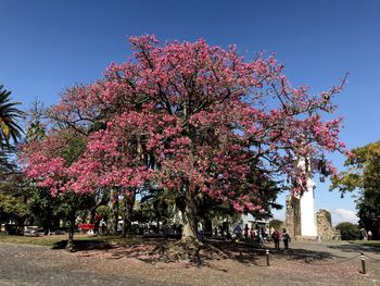 Pink cherry blossoms in park