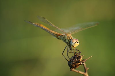 Close-up of insect