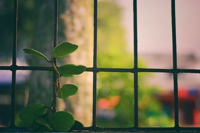 Close-up of plants seen through window