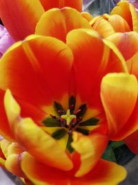 Close-up of flower blooming outdoors