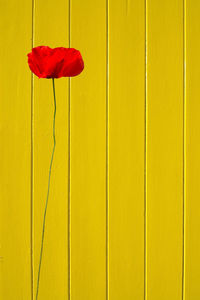 Close-up of red rose against yellow wall