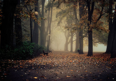 Trees in forest