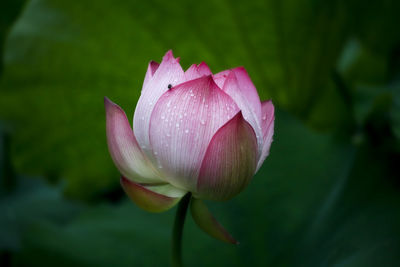 Close-up of pink lotus water lily