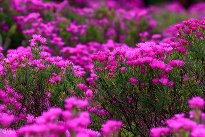 Close-up of pink flowers growing in field