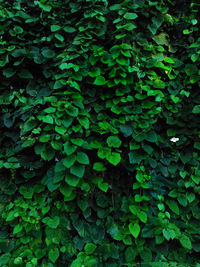 Full frame shot of fresh green leaf