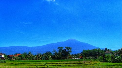 Scenic view of field against clear blue sky