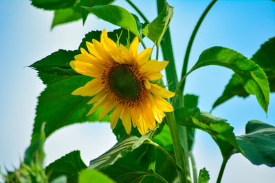 Low angle view of sunflower blooming against sky