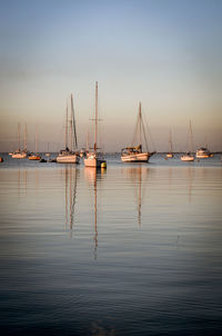 Sailboats moored in marina