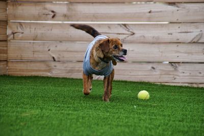 Dog with tennis ball on grass in back yard