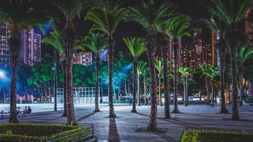 Palm trees growing in park at night