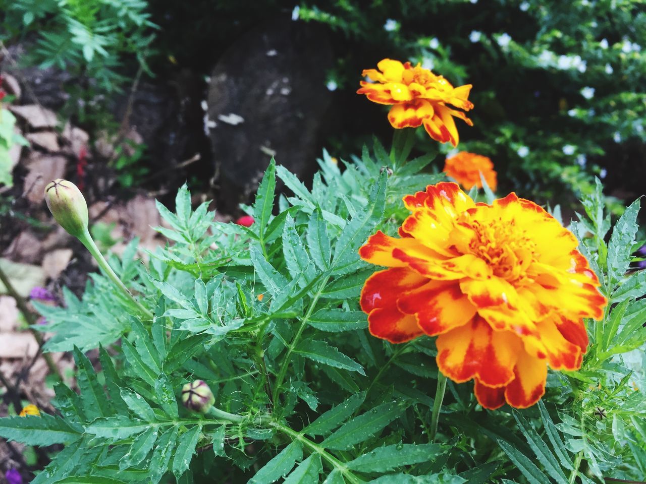 CLOSE-UP OF FLOWERS BLOOMING