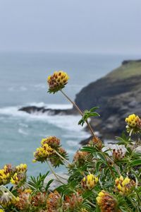 Close-up of yellow flowering plant by sea against sky