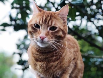 Close-up of a cat