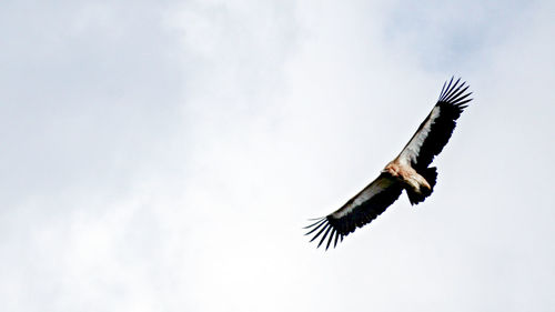 Low angle view of eagle flying in sky