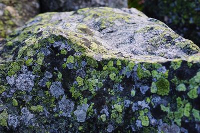 Close-up of moss on tree trunk