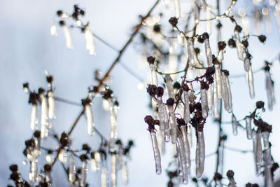 Close-up of snow on tree during winter