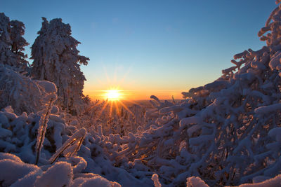 Snow covered trees against sky during sunset