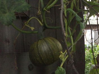 Close-up of pumpkin growing on tree
