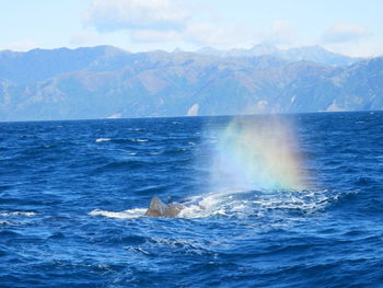 Whale spraying water in sea against mountains