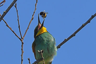 Low angle view of bird perching on branch against blue sky